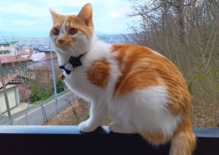 猫好きのためのSNS - 愛猫の日記や写真でユーザ交流