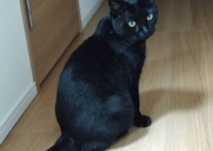 猫好きのためのSNS - 愛猫の日記や写真でユーザ交流