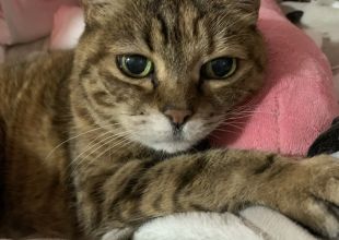 購入前に連絡下さい★猫飼ってます•*¨*•.¸♬︎ 猫好きのためのSNS - 愛猫の日記や写真でユーザ交流
