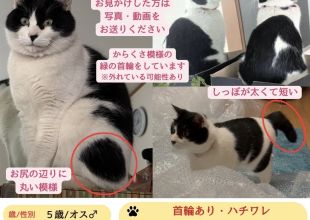猫好きのためのSNS - 愛猫の日記や写真でユーザ交流