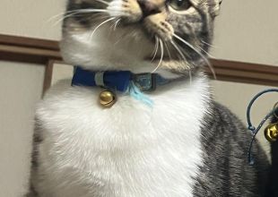 猫好きのためのSNS - 愛猫の日記や写真でユーザ交流