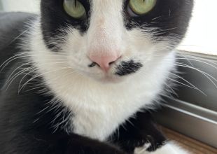 猫好きのためのSNS - 愛猫の日記や写真でユーザ交流
