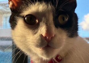 猫好きのためのSNS - 愛猫の日記や写真でユーザ交流