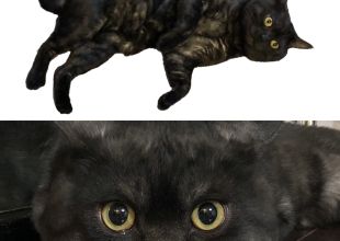 猫好きのためのSNS - 愛猫の日記や写真でユーザ交流
