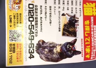猫好きのためのSNS - 愛猫の日記や写真でユーザ交流