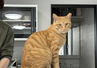 猫好きのためのSNS - 愛猫の日記や写真でユーザ交流