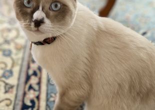 猫好きのためのSNS - 愛猫の日記や写真でユーザ交流