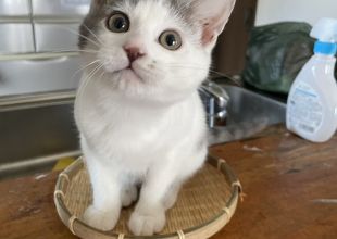 猫好きのためのSNS - 愛猫の日記や写真でユーザ交流