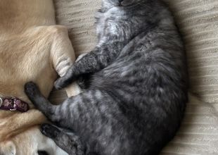 猫好きのためのSNS - 愛猫の日記や写真でユーザ交流