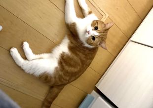 猫好きのためのSNS - 愛猫の日記や写真でユーザ交流
