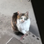 みけこ