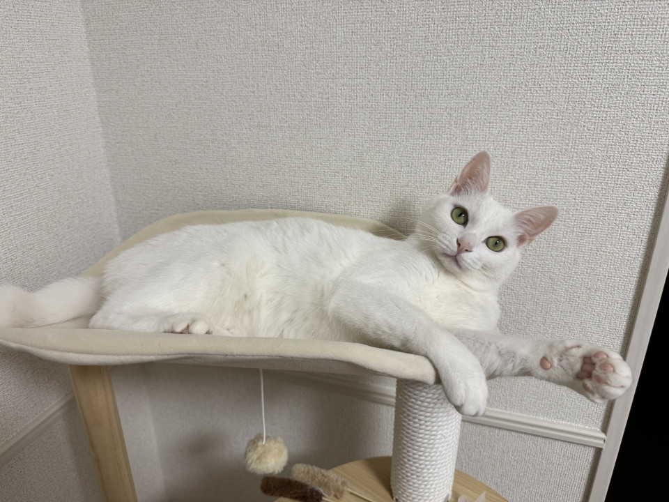 捜索中]埼玉県さいたま市北区のみるくちゃん - 迷い猫掲示板