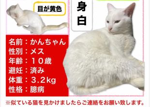 猫好きのためのSNS - 愛猫の日記や写真でユーザ交流