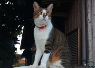猫好きのためのSNS - 愛猫の日記や写真でユーザ交流