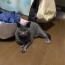 トウマ