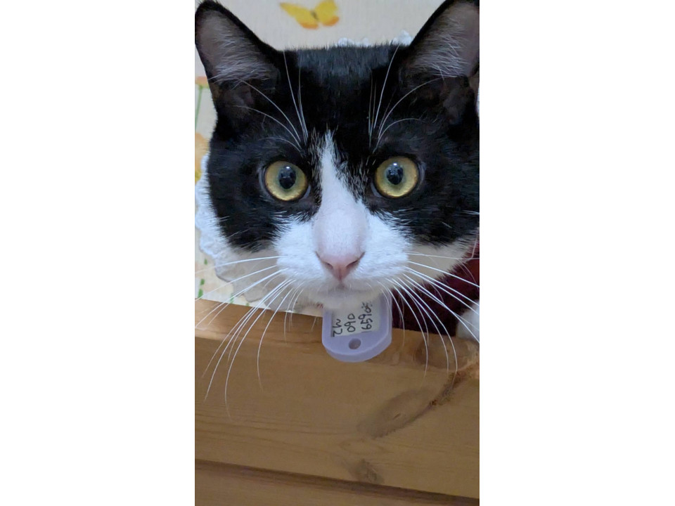 発見]埼玉県のてんちゃん - 迷い猫掲示板