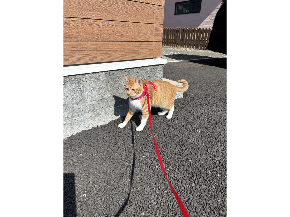 捜索中]北海道苫小牧市の茶々丸ちゃん - 迷い猫掲示板
