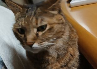 猫好きのためのSNS - 愛猫の日記や写真でユーザ交流
