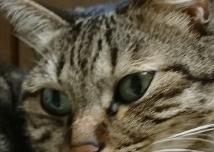 猫好きのためのSNS - 愛猫の日記や写真でユーザ交流