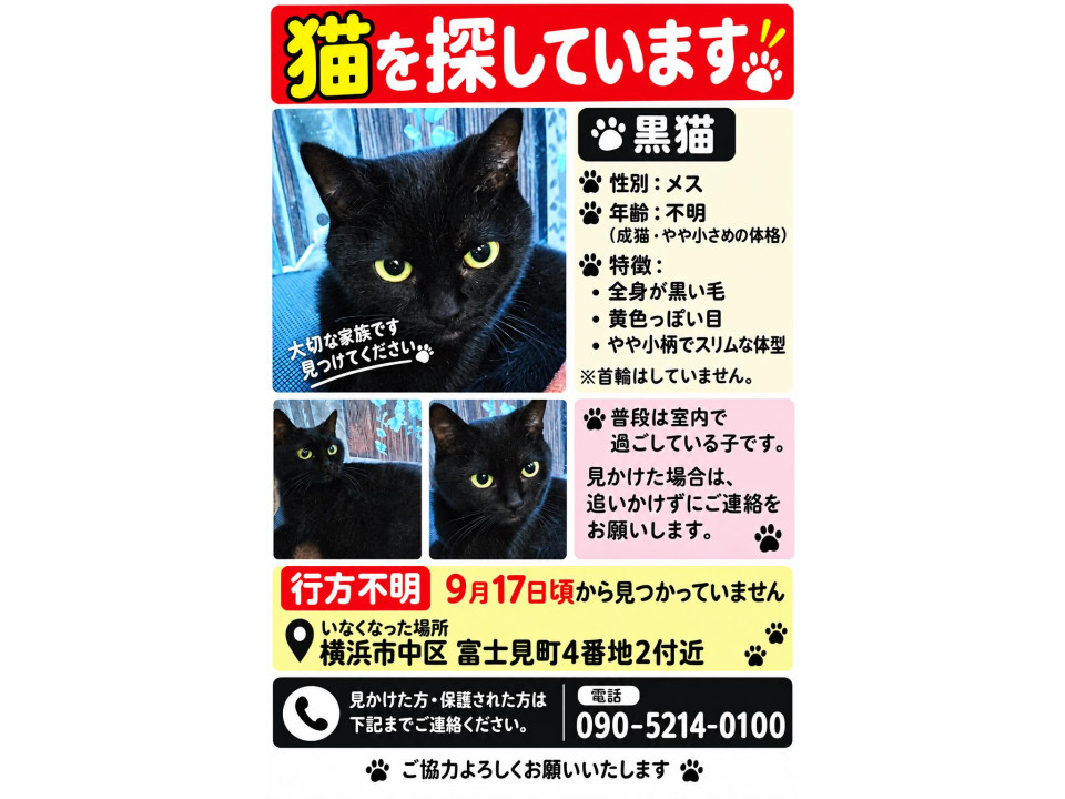 捜索中]神奈川県横浜市中区の黒ちゃん - 迷い猫掲示板