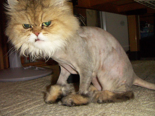 丸刈りにされましたがナニカ かわいい猫写真 猫画像の投稿サイト ネコジルシ