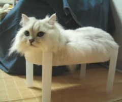 猫写真