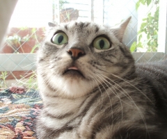 猫写真