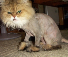 猫写真
