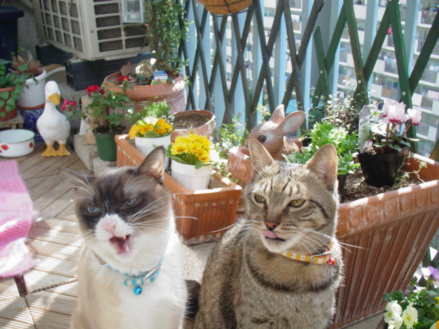 ばっきゃろー もっとよこせ E かわいい猫写真 猫画像の投稿サイト ネコジルシ