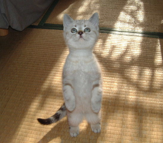 ララが立つ かわいい猫写真 猫画像の投稿サイト ネコジルシ