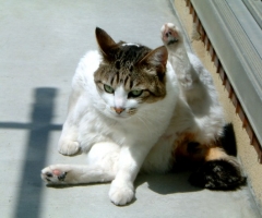 ネコ写真