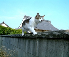ネコ写真