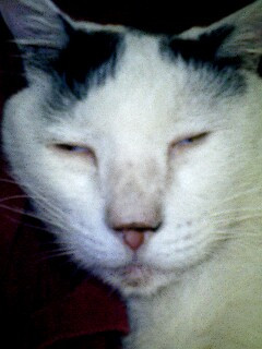 マヌケ顔 - かわいい猫写真u0026猫画像の投稿サイト - ネコジルシ