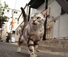 ネコ写真