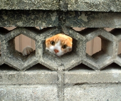 ネコ写真