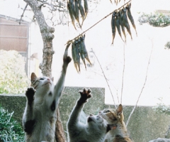 ネコ写真