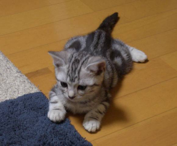 ムササビか かわいい猫写真 猫画像の投稿サイト ネコジルシ