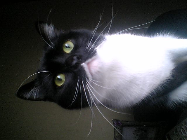 存在自体おもしろい顔 かわいい猫写真 猫画像の投稿サイト ネコジルシ