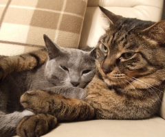 猫写真