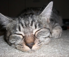 猫写真
