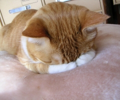 ネコ写真