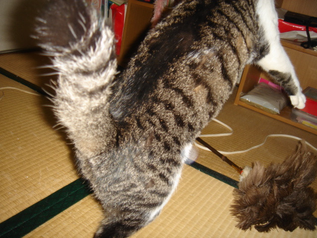 襲ってやるー かわいい猫写真 猫画像の投稿サイト ネコジルシ