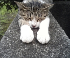 ネコ写真