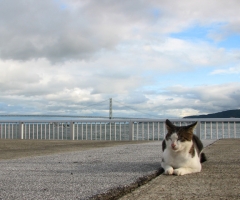 ネコ写真