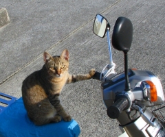 ネコ写真
