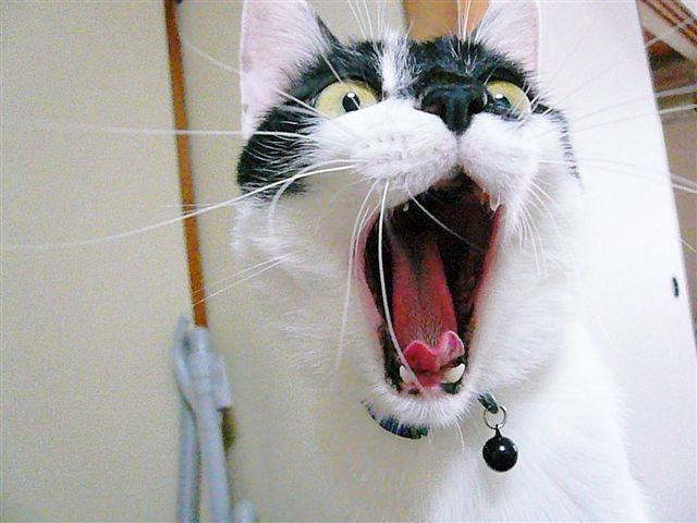 ムンクの叫び かわいい猫写真 猫画像の投稿サイト ネコジルシ