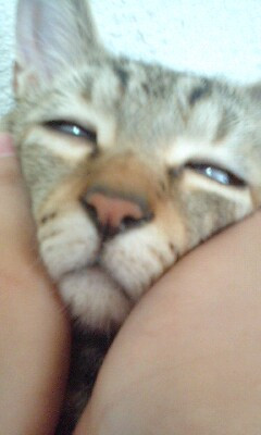 怖い顔 かわいい猫写真 猫画像の投稿サイト ネコジルシ