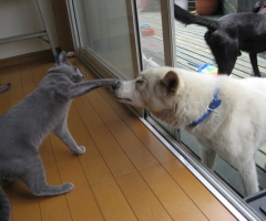 ネコ写真