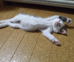 猫写真