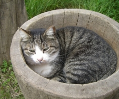 猫写真